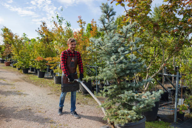 Best Tree and Shrub Care  in Comfort, TX