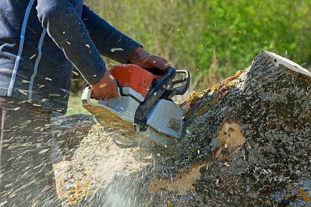 How Our Tree Care Process Works  in  Comfort, TX